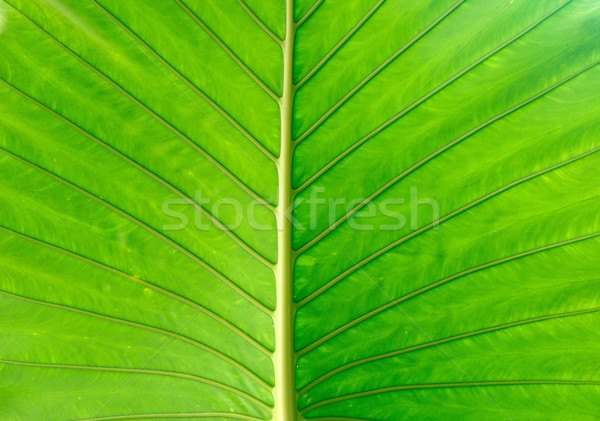 Yeşil yaprak doku soyut sağlık arka plan Stok fotoğraf © Pakhnyushchyy