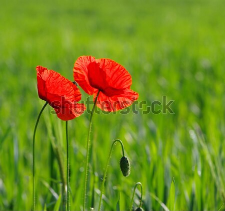 Stock photo:  red poppy 