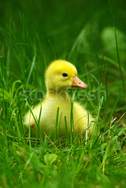 Erba cute erba verde primavera baby pollo Foto d'archivio © Pakhnyushchyy