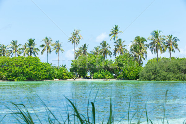 Plaży tropikalnej plaży palm niebieski niebo Zdjęcia stock © Pakhnyushchyy