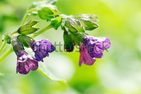 Сток-фото: весенний · цветок · синий · области · лес · саду · фон
