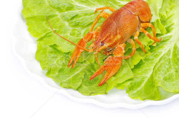crayfish Stock photo © Pakhnyushchyy