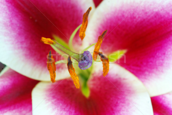 Roşu crin proaspăt frumos floare floare Imagine de stoc © Pakhnyushchyy