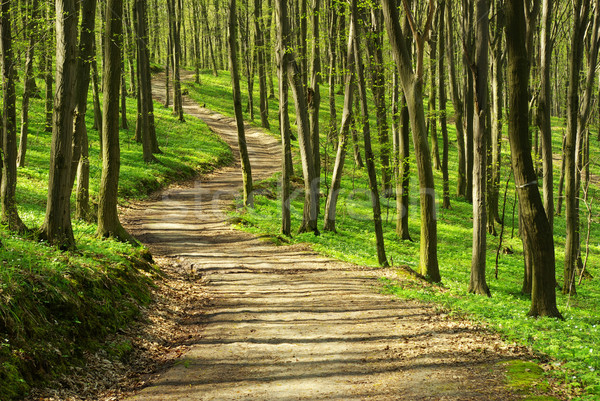 path Stock photo © Pakhnyushchyy