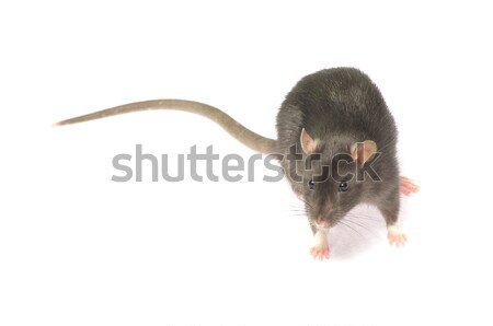 Szczur odizolowany biały nosa zwierzęta futra Zdjęcia stock © Pakhnyushchyy