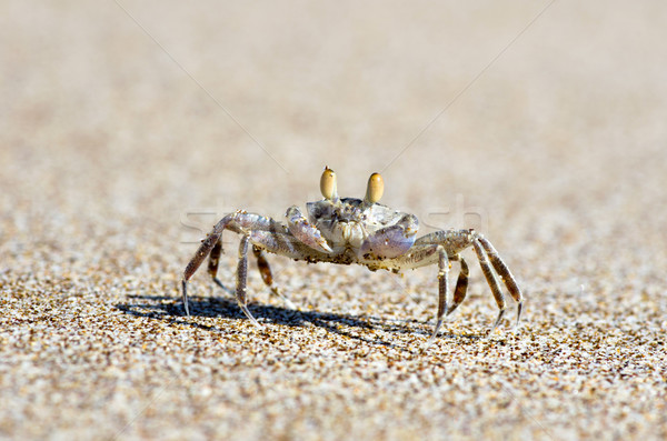 Rák tengerparti homok tengerpart természet állat környezet Stock fotó © Pakhnyushchyy