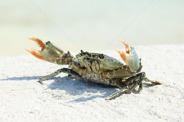 Foto stock: Caranguejo · praia · céu · água · natureza · mar