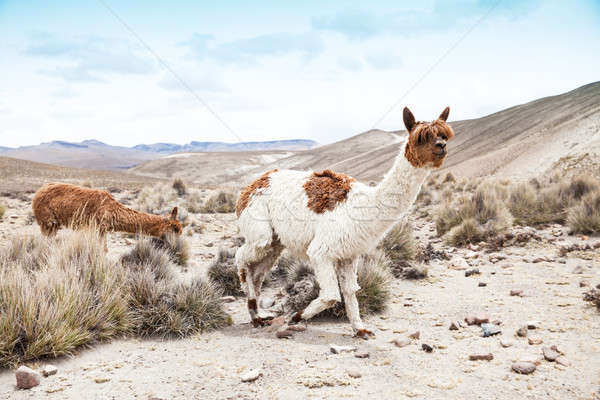 lamas  Stock photo © Pakhnyushchyy