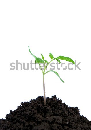 Stock photo: plant on white 