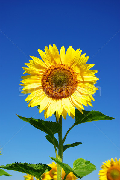 sunflower Stock photo © Pakhnyushchyy