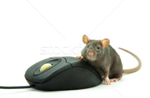 rat and  computer mouse  Stock photo © Pakhnyushchyy
