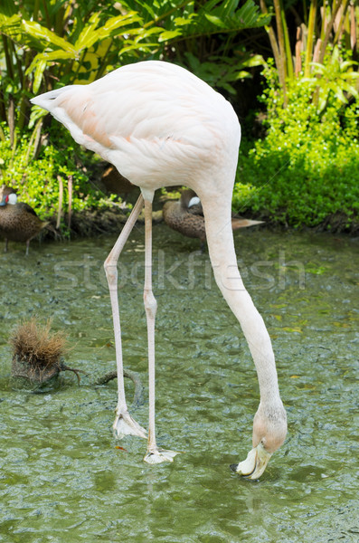  flamingo Stock photo © Pakhnyushchyy