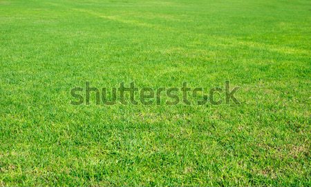  green grass Stock photo © Pakhnyushchyy