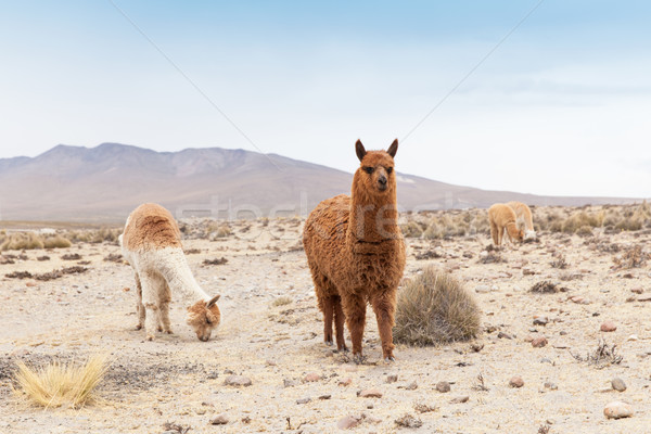 lamas  Stock photo © Pakhnyushchyy