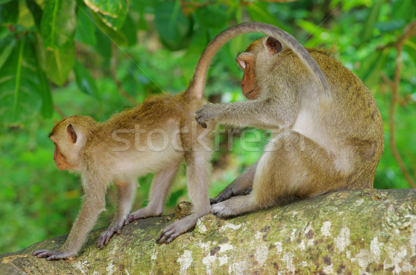 monkey Stock photo © Pakhnyushchyy