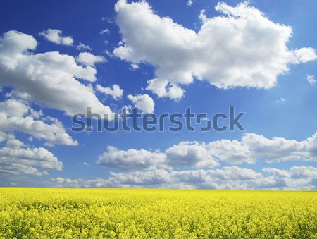 [[stock_photo]]: Viol · domaine · nuages · ciel · été · vert