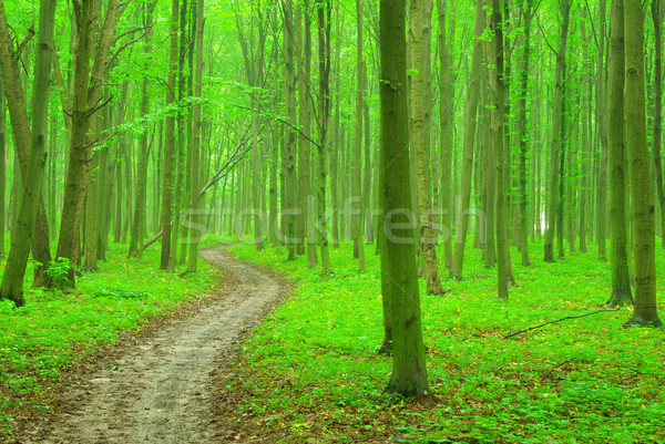 green forest Stock photo © Pakhnyushchyy