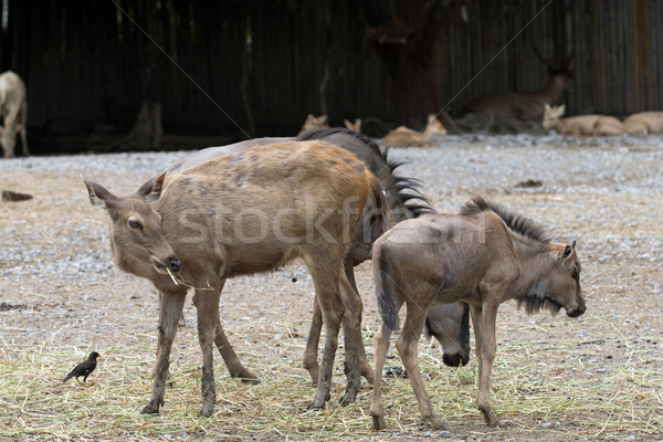  antelope Stock photo © Pakhnyushchyy