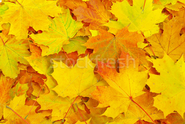  maple leaf background Stock photo © Pakhnyushchyy