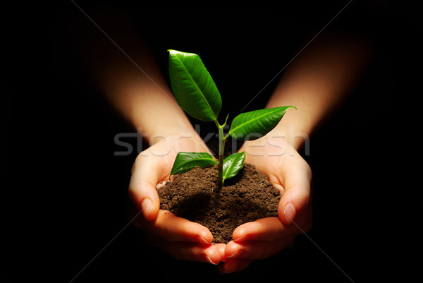 Növény kezek kicsi zöld fekete kéz Stock fotó © Pakhnyushchyy