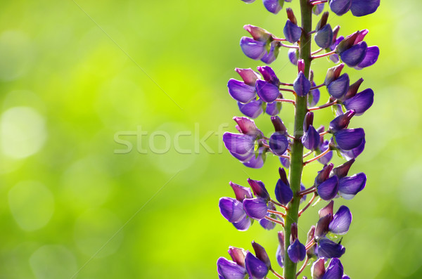  spring flower  Stock photo © Pakhnyushchyy