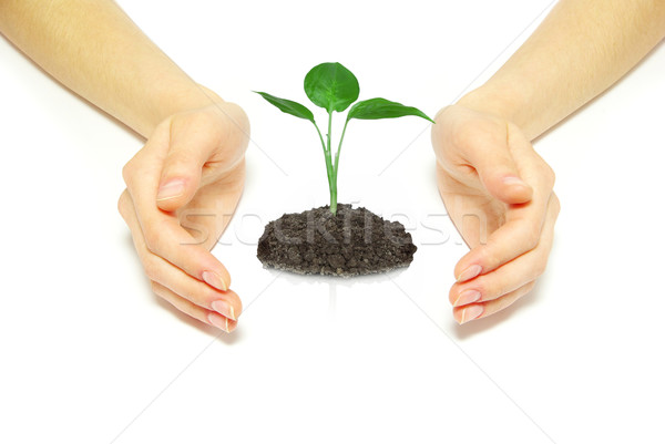 plant in hands Stock photo © Pakhnyushchyy