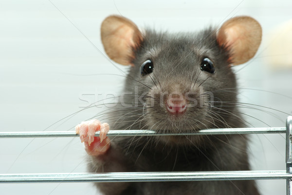 Drôle rat noir blanche nez animaux de compagnie Photo stock © Pakhnyushchyy