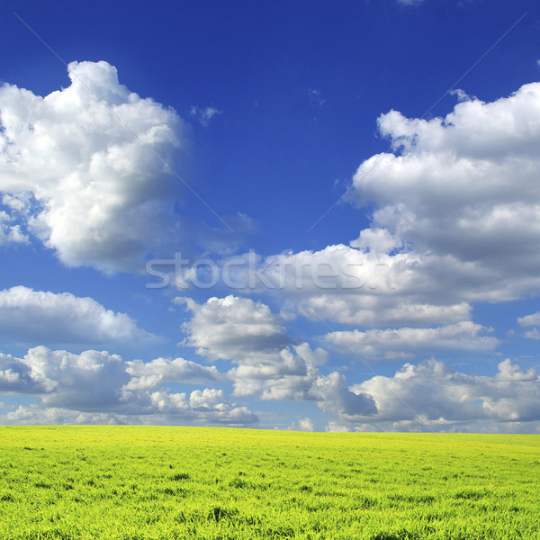 Domaine ciel bleu printemps herbe nature pelouse [[stock_photo]] © Pakhnyushchyy