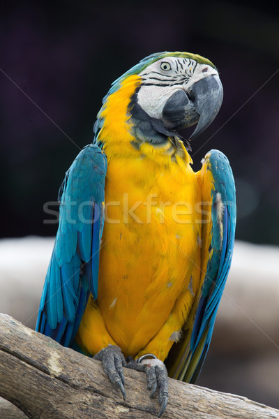 parrot  Stock photo © Pakhnyushchyy