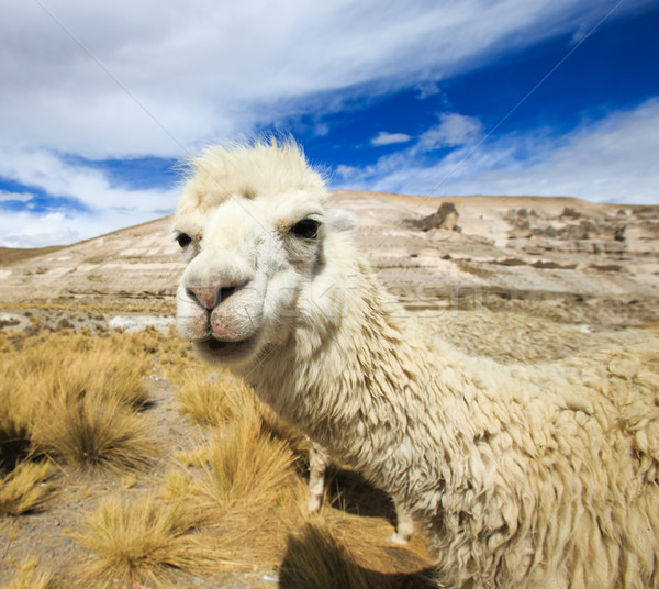 lamas  Stock photo © Pakhnyushchyy
