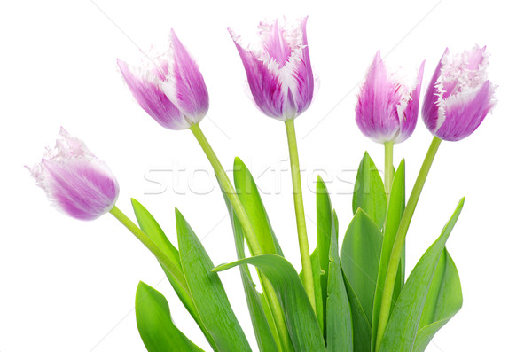 pink tulips  Stock photo © Pakhnyushchyy