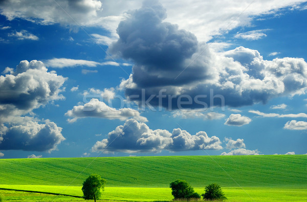 Peisaj câmp Blue Sky primăvară iarbă vară Imagine de stoc © Pakhnyushchyy