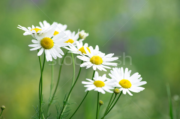 Zielona trawa kwiat słońce zielone Daisy łące Zdjęcia stock © Pakhnyushchyy