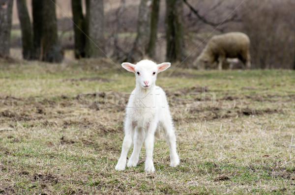 овец пастбище трава Сток-фото © Pakhnyushchyy