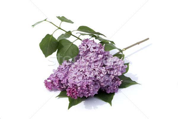 Stock photo: Lilac flower