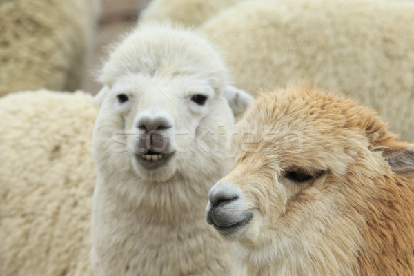 lamas in Andes,Mountains, Peru Stock photo © Pakhnyushchyy