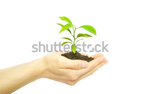 Stock photo:  plant in hands 