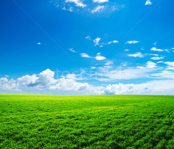 Câmp Blue Sky primăvară iarbă verde nor Imagine de stoc © Pakhnyushchyy