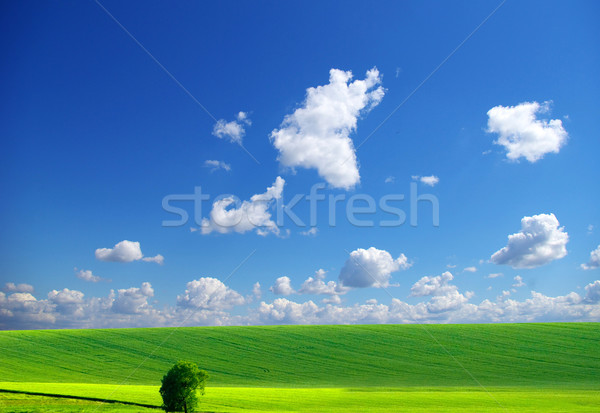 Domaine ciel bleu printemps herbe été bleu [[stock_photo]] © Pakhnyushchyy
