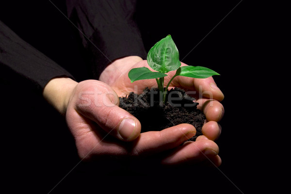 Hands holding sapling Stock photo © Pakhnyushchyy
