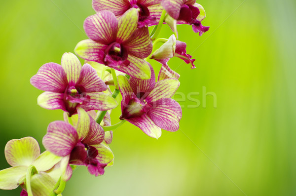 красивой орхидеи зеленый цветок аннотация природы Сток-фото © Pakhnyushchyy