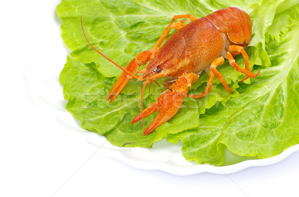  crayfish  Stock photo © Pakhnyushchyy