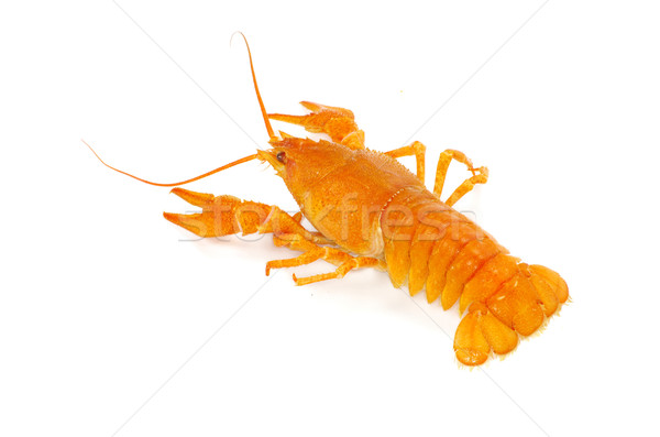  crayfish  Stock photo © Pakhnyushchyy