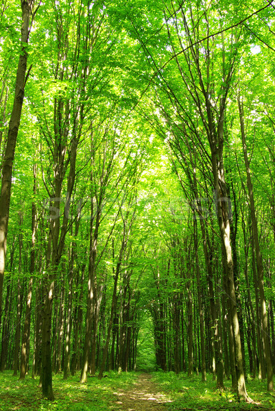    forest path Stock photo © Pakhnyushchyy