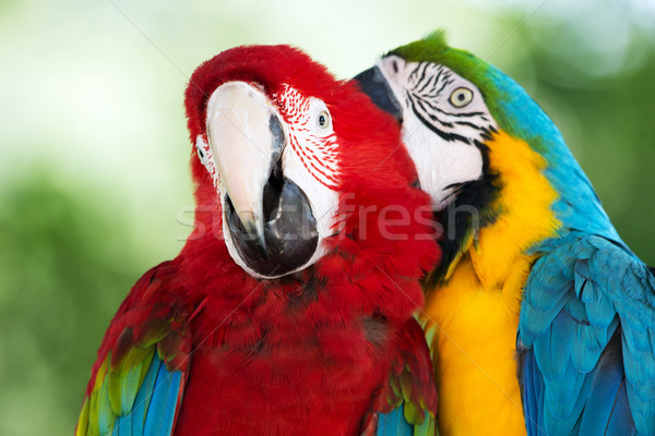 Papegaaien paar kleurrijk natuur kus vogel Stockfoto © Pakhnyushchyy