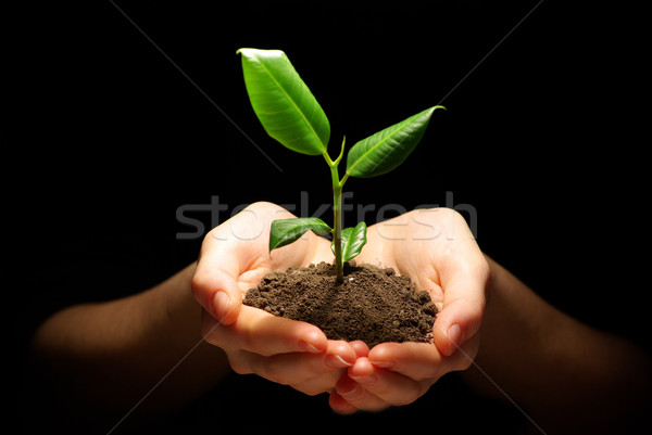 Plantă mâini sol negru mână Imagine de stoc © Pakhnyushchyy
