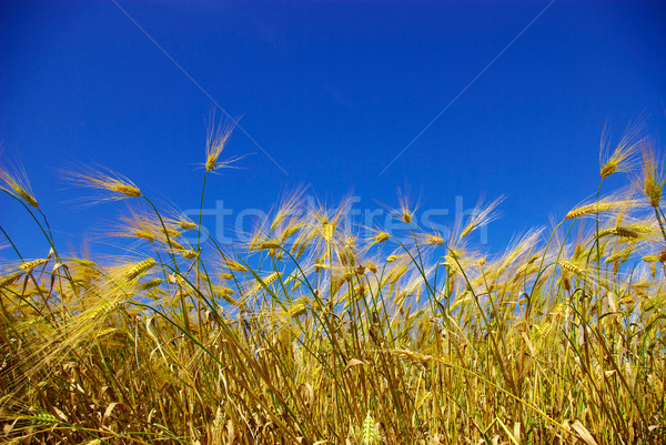 wheat  Stock photo © Pakhnyushchyy