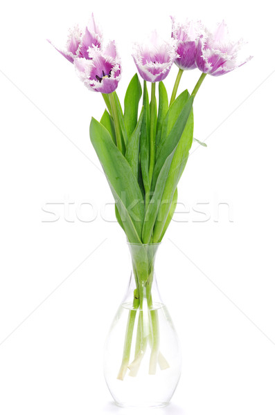 tulips  Stock photo © Pakhnyushchyy