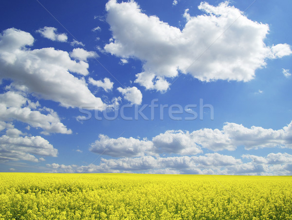 Vergewaltigung Bereich Wolken Himmel Frühling Gras Stock foto © Pakhnyushchyy