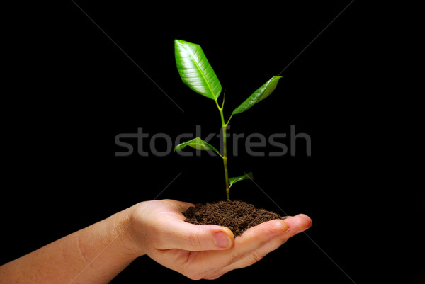 Planta suelo manos negro mano Foto stock © Pakhnyushchyy